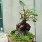 何首烏 Chinese knotweed mini bonsai ( Fallopia multiflora )