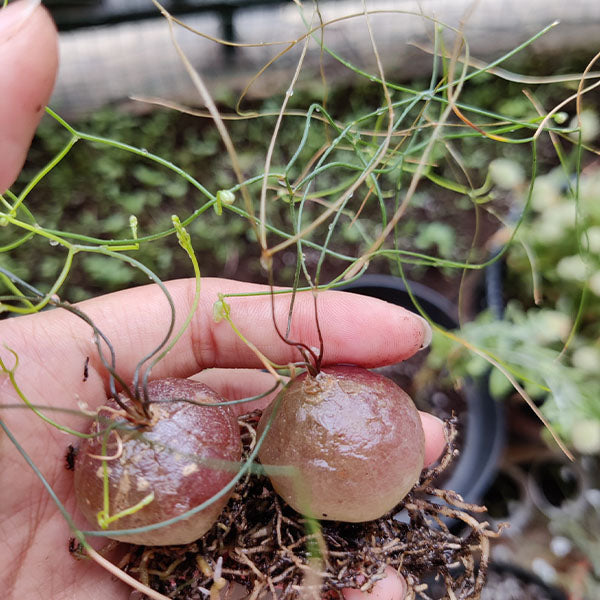 髮葉蒼角殿 Climbing onion  (Drimia intricata)