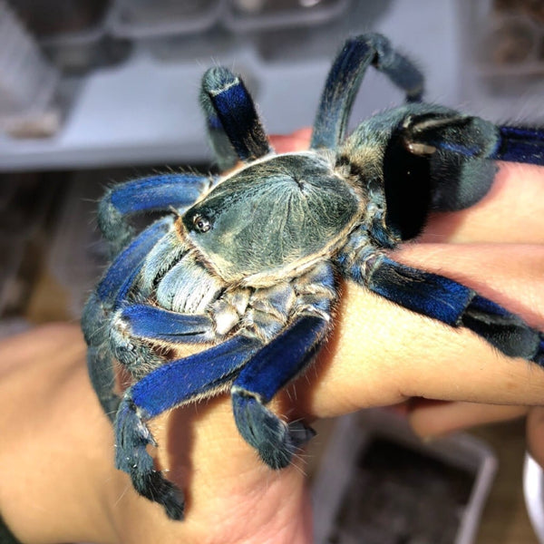 泰國金屬藍 Cobalt Blue Tarantula (Cyriopagopus lividus)