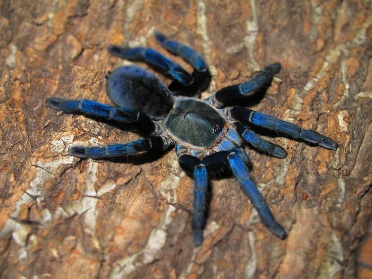泰國金屬藍 Cobalt Blue Tarantula (Cyriopagopus lividus)