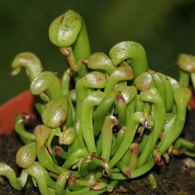 眼鏡蛇瓶子草 Cobra Lily (Darlingtonia californica)