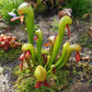 眼鏡蛇瓶子草 Cobra Lily (Darlingtonia californica)