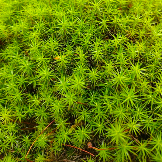 金髮蘚 Common Haircap Moss (Polytrichum commune)