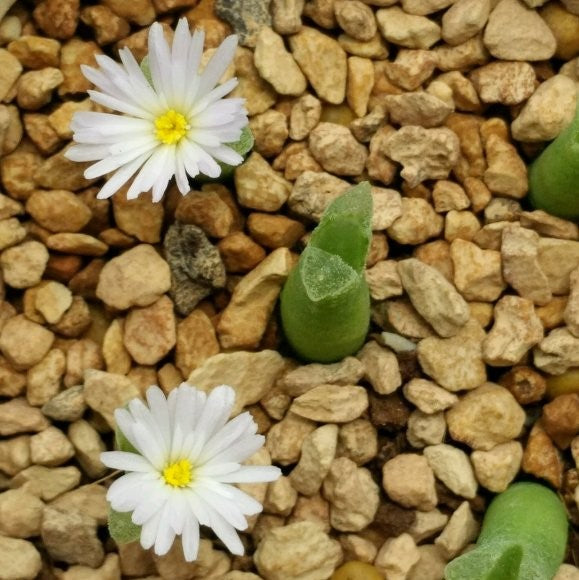 風鈴玉 Ophthalmophyllum littlewoodii ( Conophytum devium )
