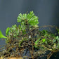 團扇蕨 ( Crepidomanes minutum )