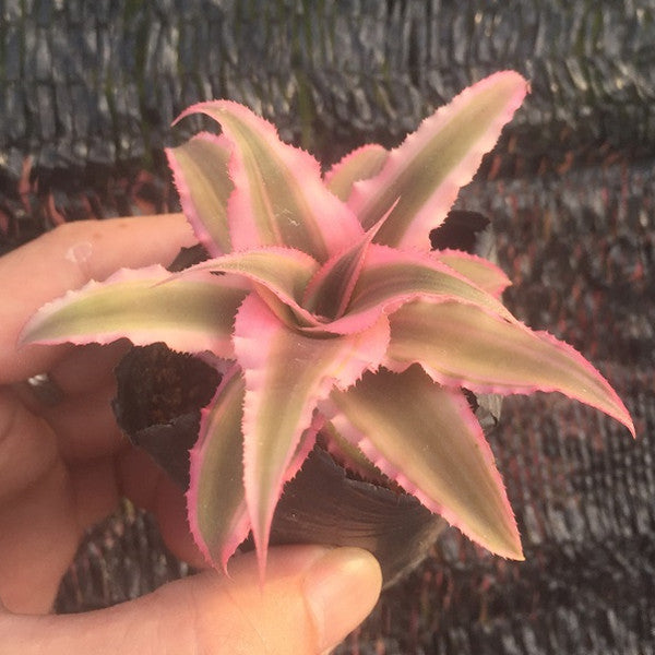 絨斑姬鳳梨 Cryptanthus bivittatus ' Pink Starlite '