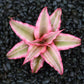 絨斑姬鳳梨 Cryptanthus bivittatus ' Pink Starlite '