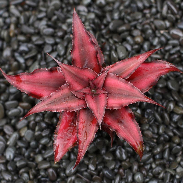 姬鳳梨屬 Bromeliad ( Cryptanthus bivittatus ' Red Ribbons ' )