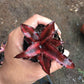 姬鳳梨屬 Bromeliad ( Cryptanthus bivittatus ' Red Ribbons ' )