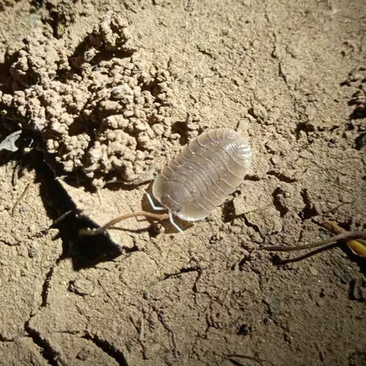 土洞鼠婦 Cubaris sp. ‘Soil’ Isopods