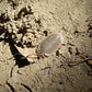 土洞鼠婦 Cubaris sp. ‘Soil’ Isopods