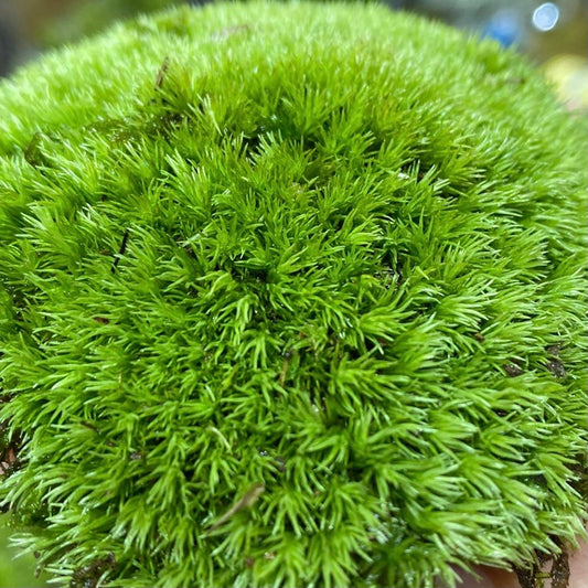 Cushion Moss (Leucobryum glaucum)