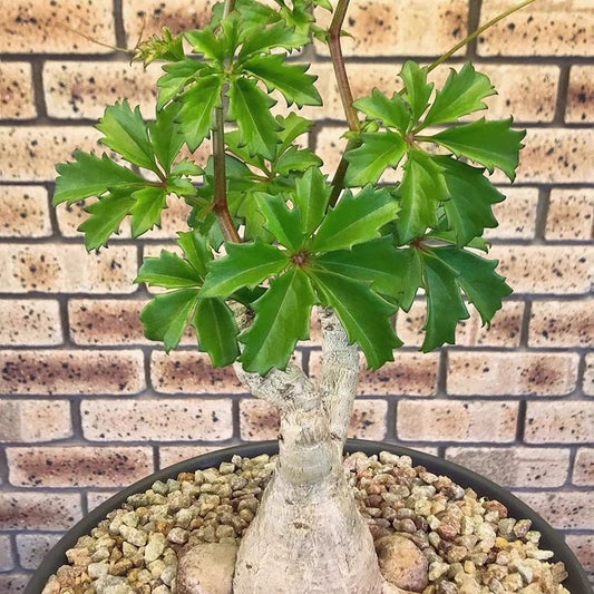 昆特葡萄翁 Cyphostemma quinatum
