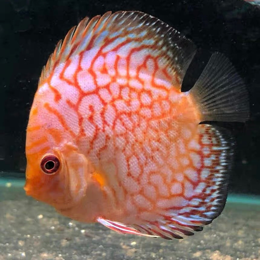 Pigeon Red Discus Angelfish (Symphysodon discus)