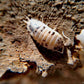 奶牛光滑鼠婦Dairy Cow Isopods (Porcellio laevis)