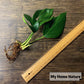 麒麟葉 Dragon Tail Plant（Epipremnum pinnatum）