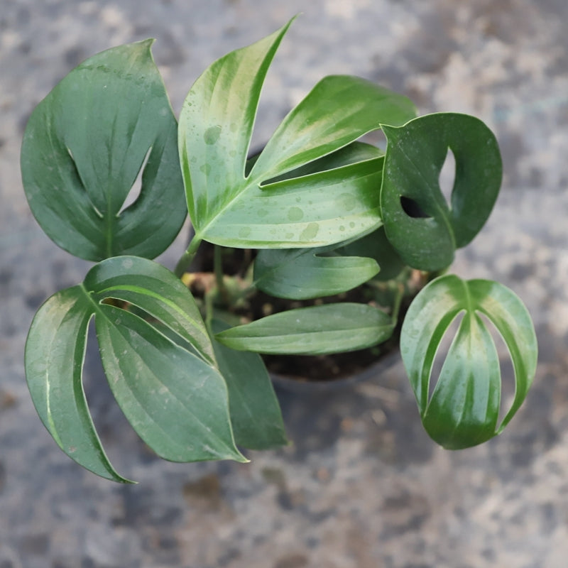 麒麟葉 Dragon Tail Plant（Epipremnum pinnatum）