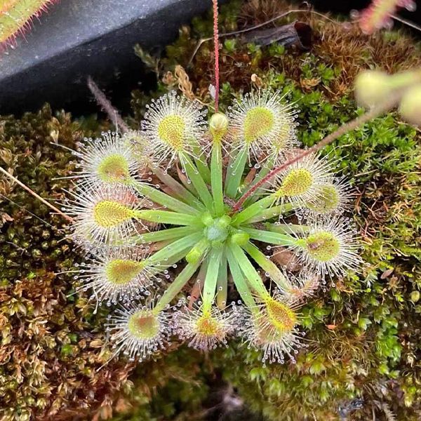 詹姆斯毛氈苔茅膏菜 Drosera x Sidjamesii