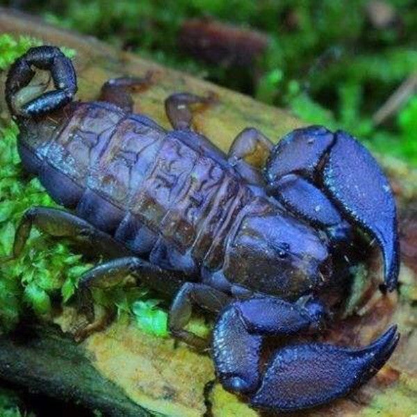 八重山蝎子 Dwarf Wood Scorpion (Liocheles australasiae)