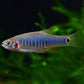 藍帶斑馬魚 (Danio erythromicron)