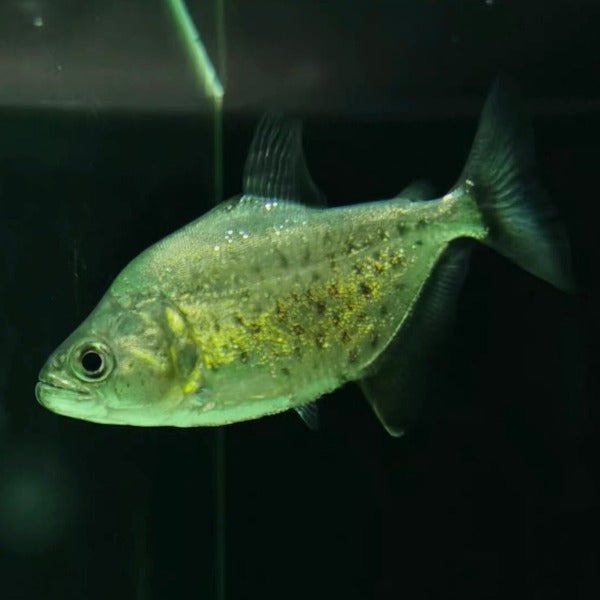 秘魯黑食人魚 / 食人鯧 Black piranha（ Serrasalmus rhombeus ）