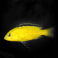 非洲王子 Electric Yellow Cichlid (Labidochromis caeruleus)