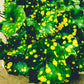 大吳風草 Leopard Plant ( Farfugium japonicum ' Aureomaculatum ' )