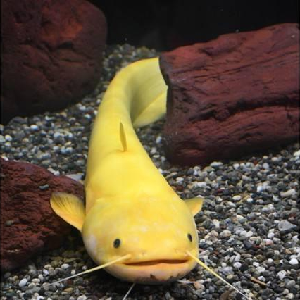 黃金大口鯰 Gold Baby Wels Catfish (Silurus meridionalis var.)