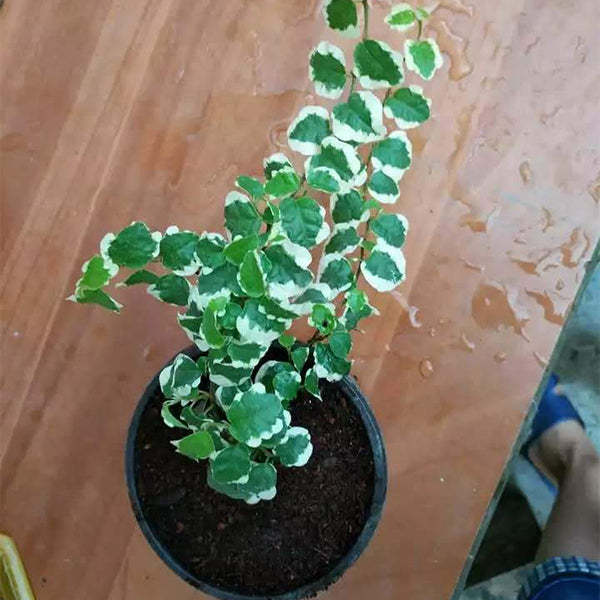 薜荔 Ficus pumila Variegata