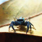 巴莫方胸蛛 Fighting Jumping Spider (Thiania bhamoensis)