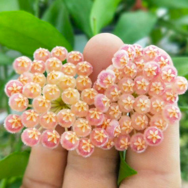 球蘭 Hoya rosarioae