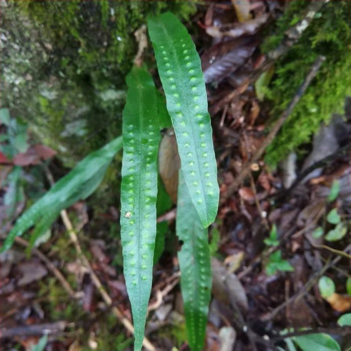 盾蕨屬 Fortune's Ribbon Fern (Neolepisorus fortunei)