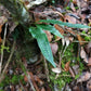 盾蕨屬 Fortune's Ribbon Fern (Neolepisorus fortunei)