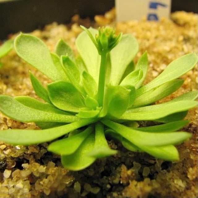 丹波花柱草 Frail triggerplant (Stylidium debile)