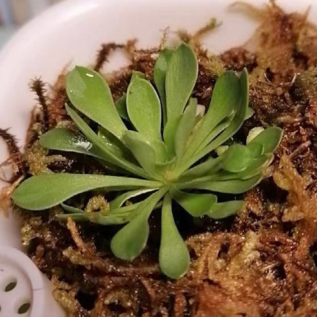 丹波花柱草 Frail triggerplant (Stylidium debile)