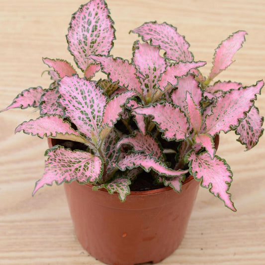 Frankie Nerve Plant (Fitonia verschaffeltii)