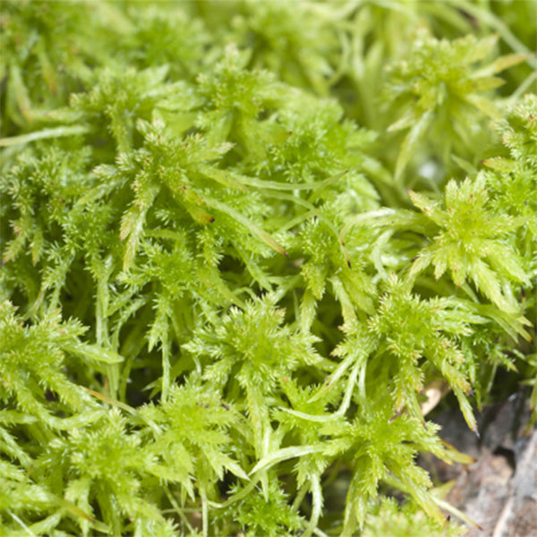 活水苔 泥炭蘚 Fresh Sphagnum Moss (Sphagnum palustre)