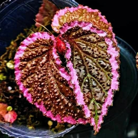 Begonia Fulvo villosa Begonia
