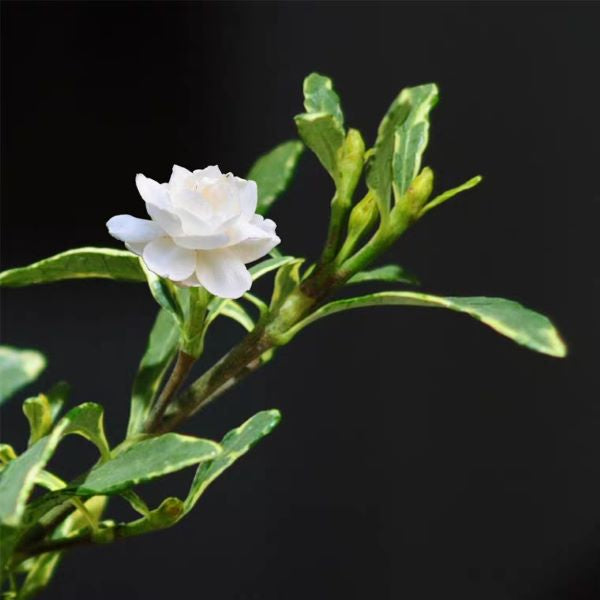 狹葉梔子 Gardenia ( Gardenia stenophylla )