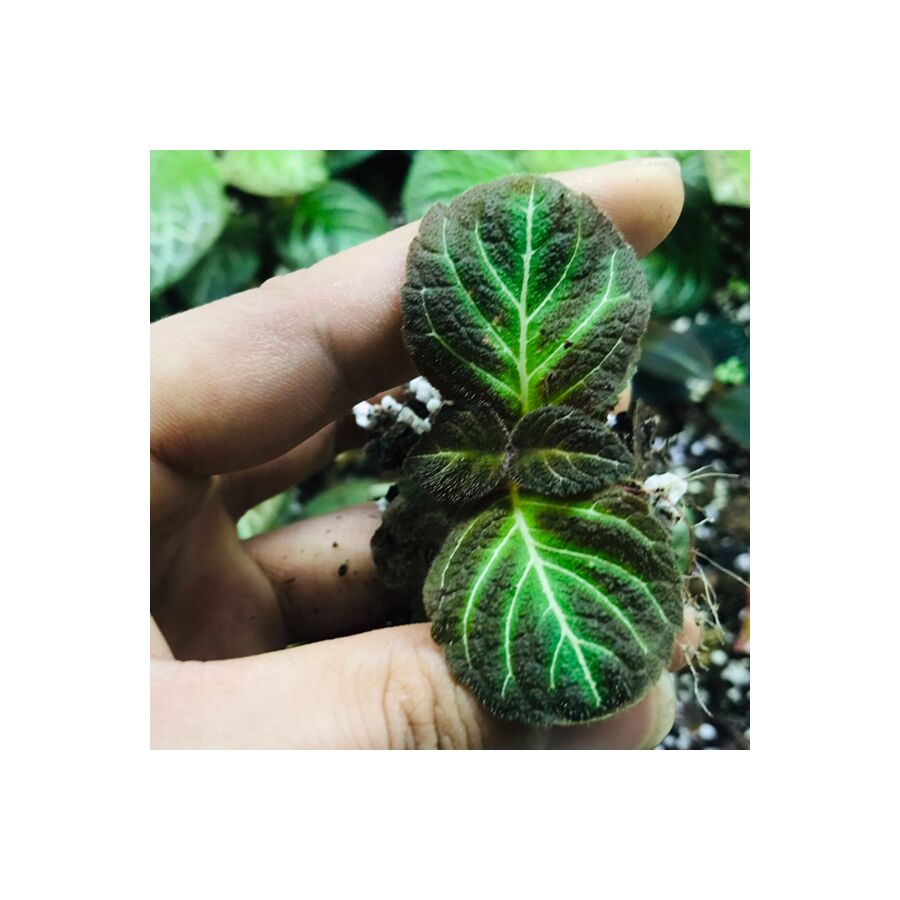 苦苣苔 Conandron sp. fluorescent