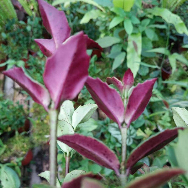 苦苣苔 Gesneriaceae sp（Red back）