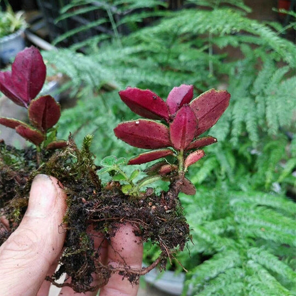 苦苣苔 Gesneriaceae sp（Red back）