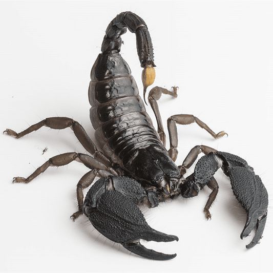 邁索爾雨林蠍 Giant Forest Scorpion (Heterometrus mysorensis)