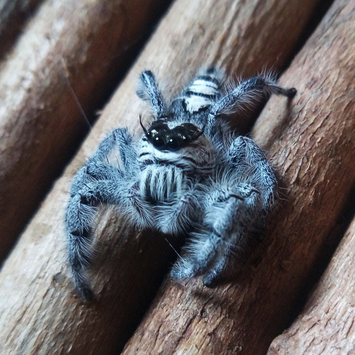 斑腹蠅象 Giant Jumping Spider ( Hyllus diardi )
