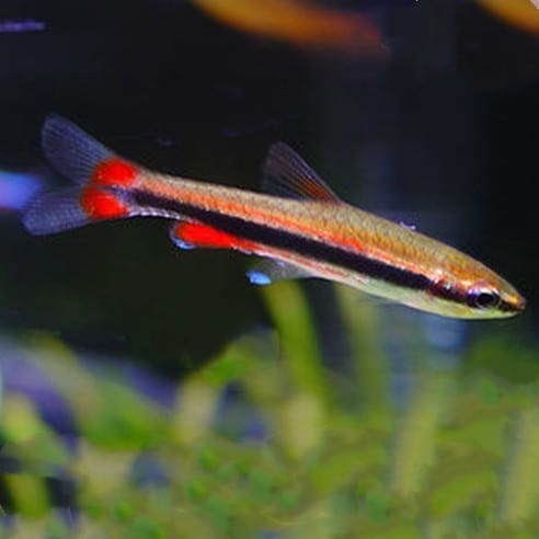 Golden Pencilfish (Nannostomus beckfordi)