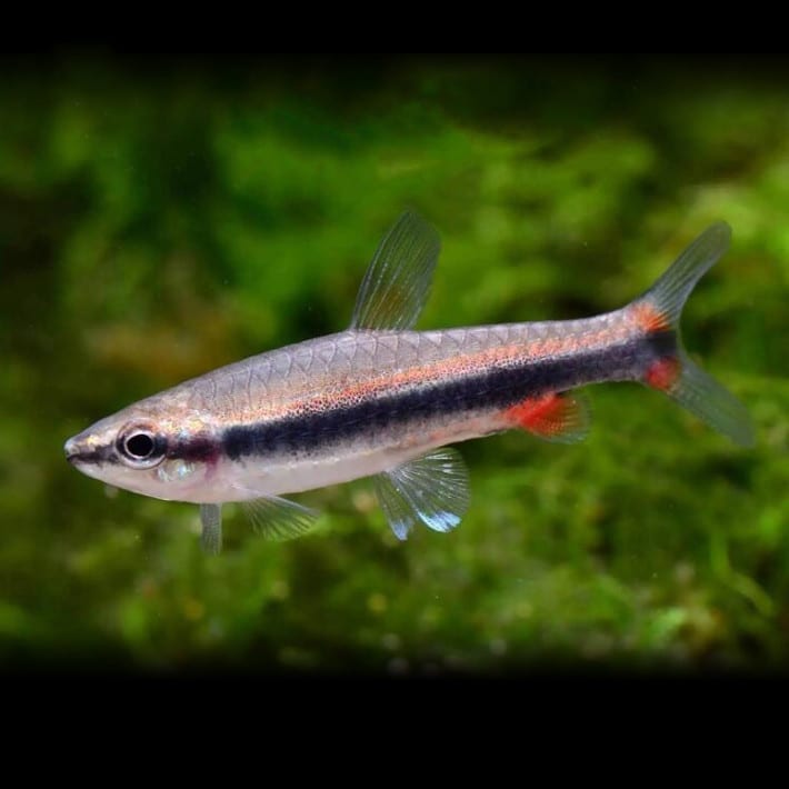 紅肚鉛筆 Golden Pencilfish (Nannostomus beckfordi)