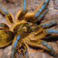 南非藍腿巴布 Golden Blue Leg Baboon Tarantula (Harpactira pulchripes)