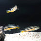 二線鳳凰 Golden Mbuna (Melanochromis auratus)