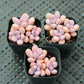 桃之卵 Lavender pebbles (Graptopetalum amethystinum )