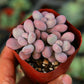 桃之卵 Lavender pebbles (Graptopetalum amethystinum )
